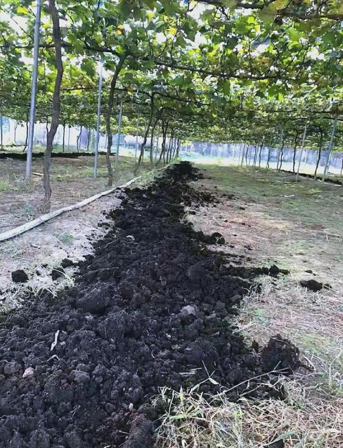 土壤改良剂详细解析:功能特性与选择指南